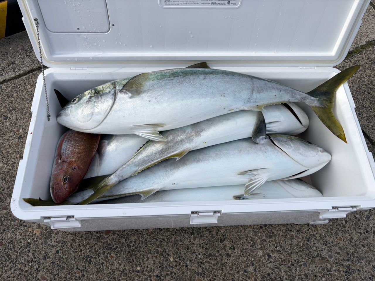 DAIWA 18ブラスト J62MS・Vの最安値・インプレ・釣果 | 本音の口コミが