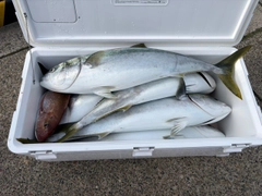 ブリの釣果