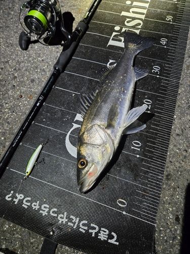 常滑りんくう釣り護岸