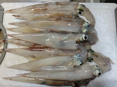 ササイカの釣果