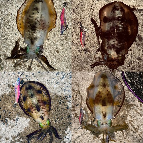 アオリイカの釣果