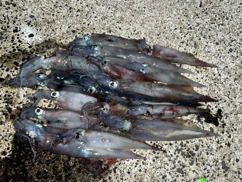 ササイカの釣果