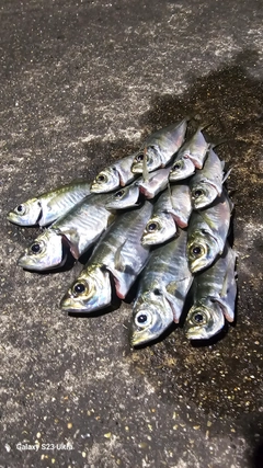 アジの釣果