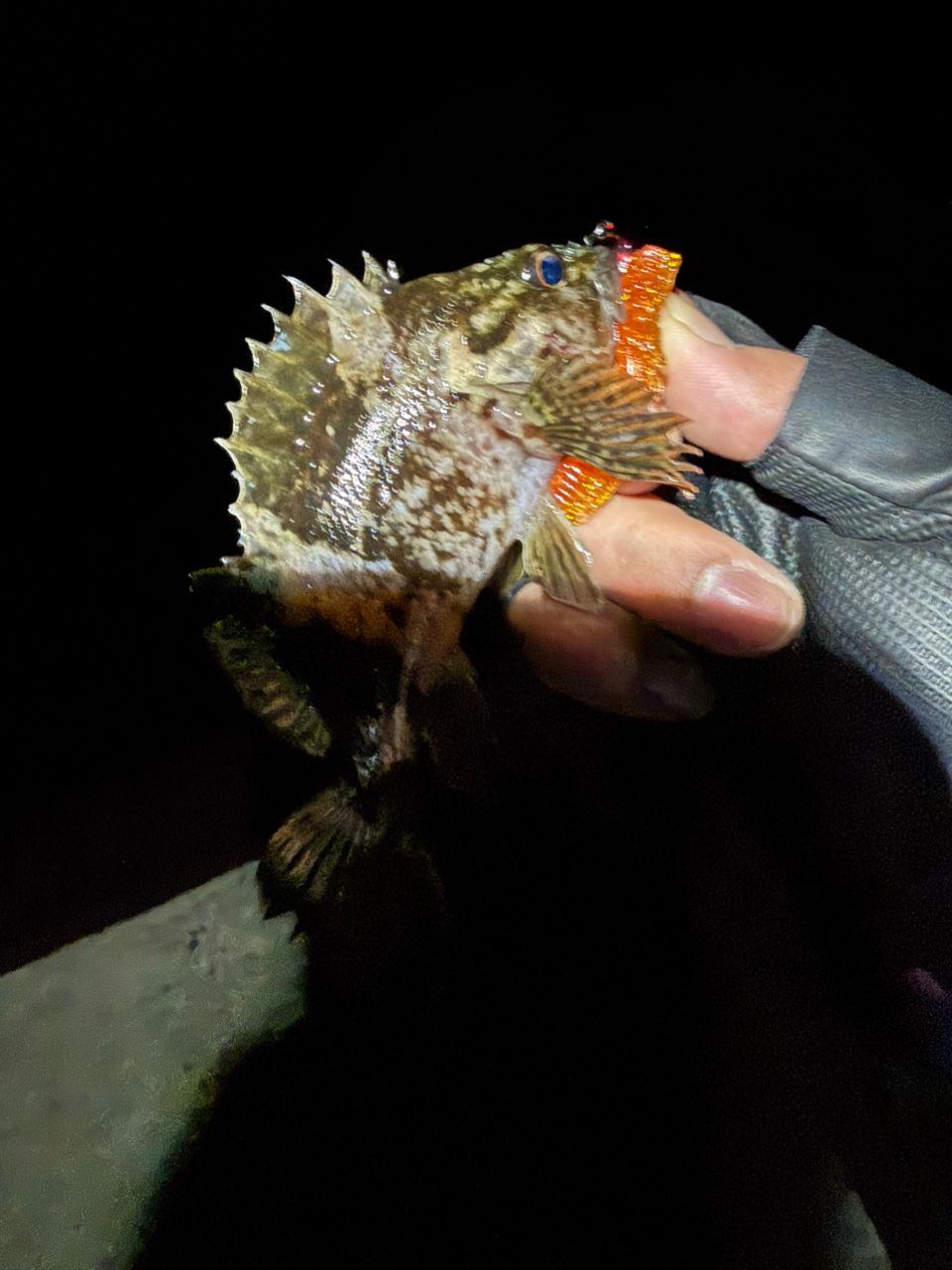 タケノコメバル