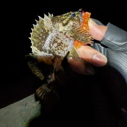 タケノコメバル