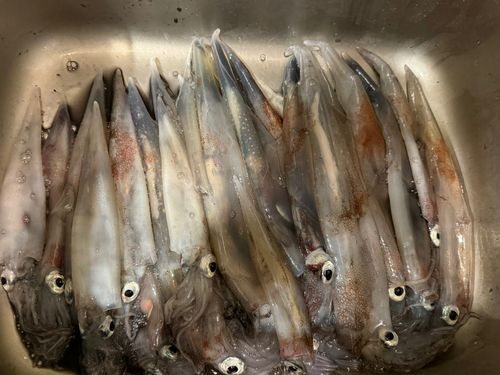 ヤリイカの釣果