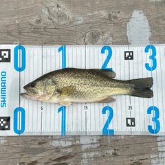 ブラックバスの釣果