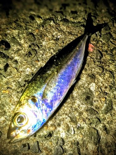マアジの釣果