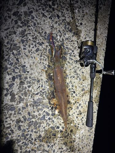 ヤリイカの釣果