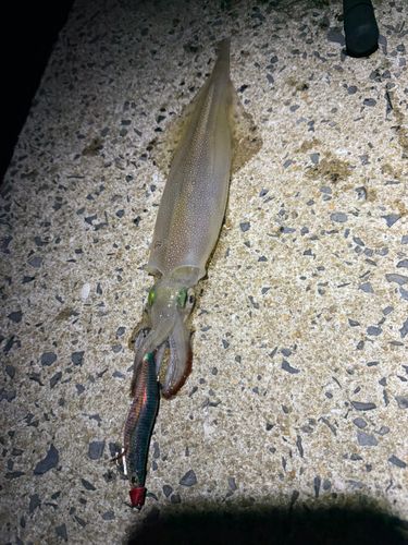 ヤリイカの釣果