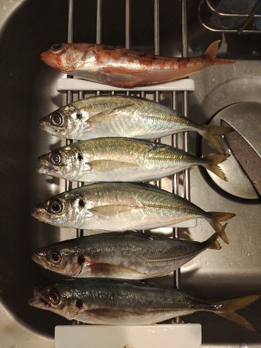 アジの釣果