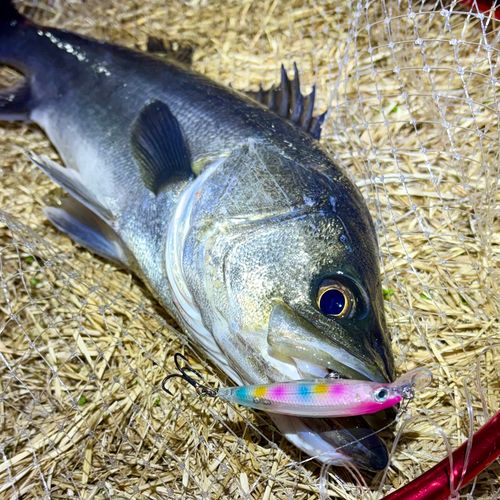 フッコ（マルスズキ）の釣果