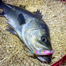 フッコ（マルスズキ）