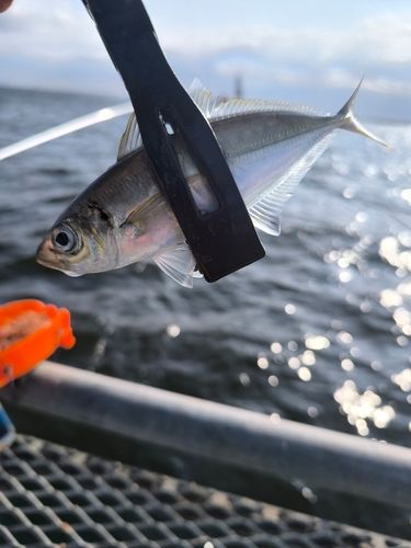 本牧海づり施設