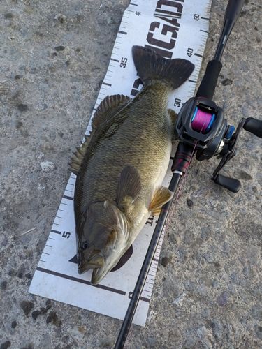 スモールマウスバスの釣果