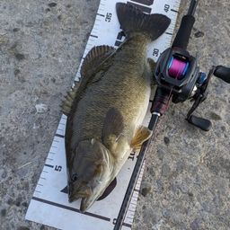 スモールマウスバス