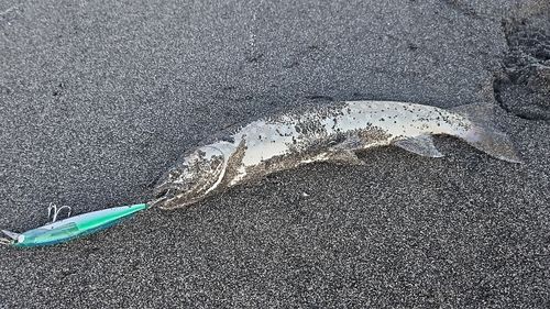 アメマスの釣果