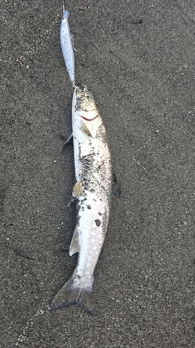 アメマスの釣果