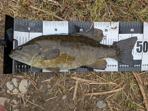 スモールマウスバスの釣果