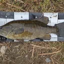 スモールマウスバス