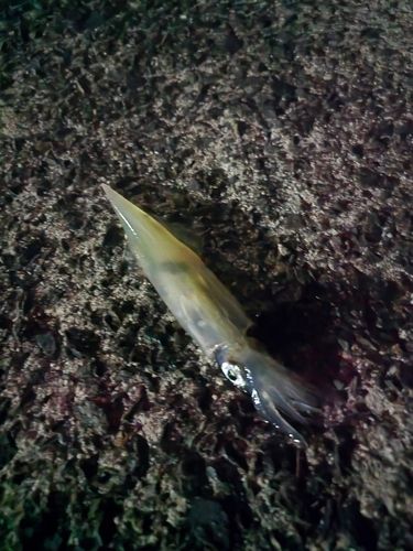 ヤリイカの釣果