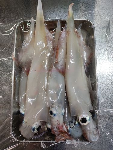 ササイカの釣果