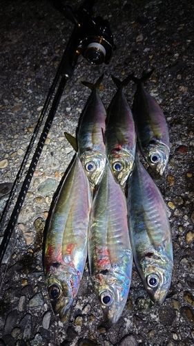 アジの釣果
