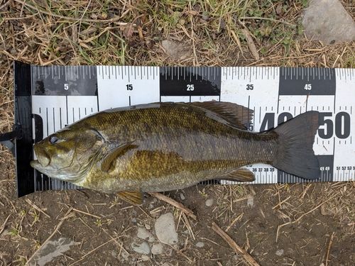 スモールマウスバスの釣果