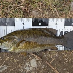 スモールマウスバス