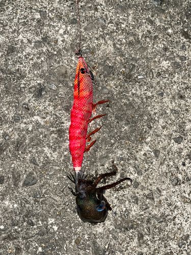ミミイカの釣果