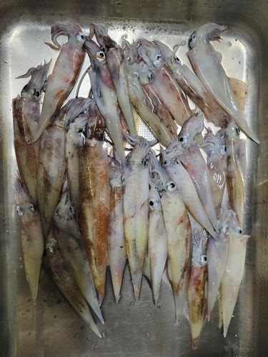 ヤリイカの釣果