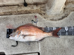 タイの釣果