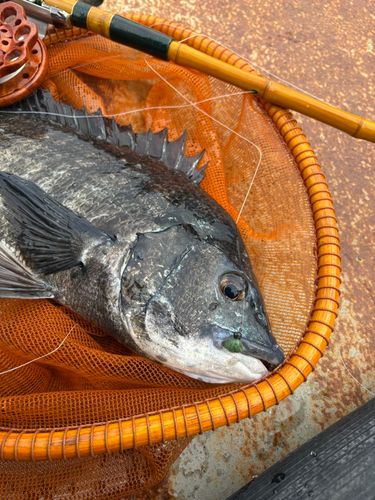 南港魚つり公園