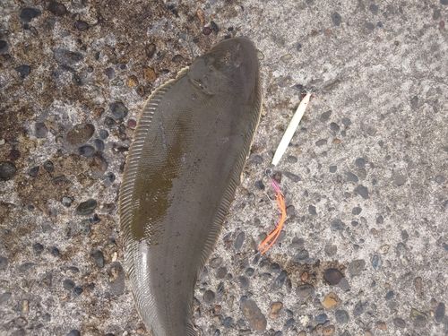 東京湾（富津〜金谷）