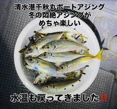 アジの釣果