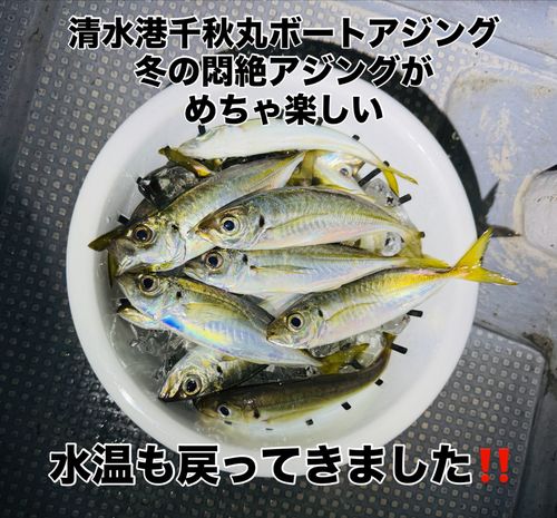 アジの釣果