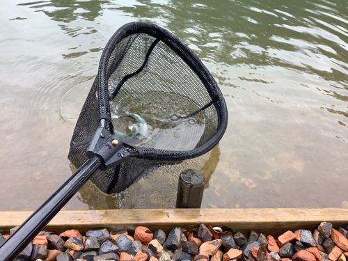 ニジマスの釣果