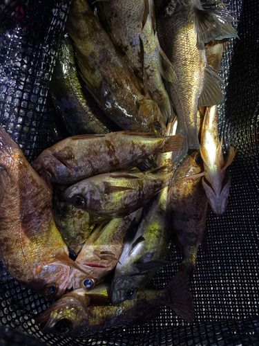 メバルの釣果