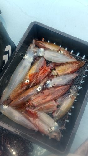 マルイカの釣果