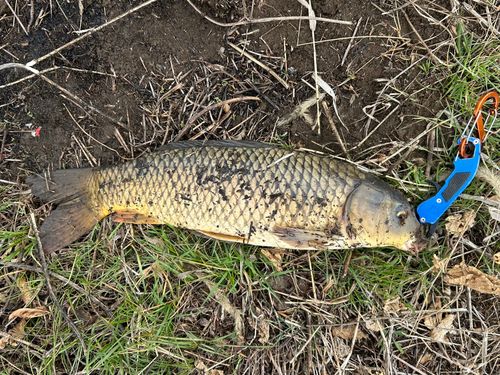 コイの釣果