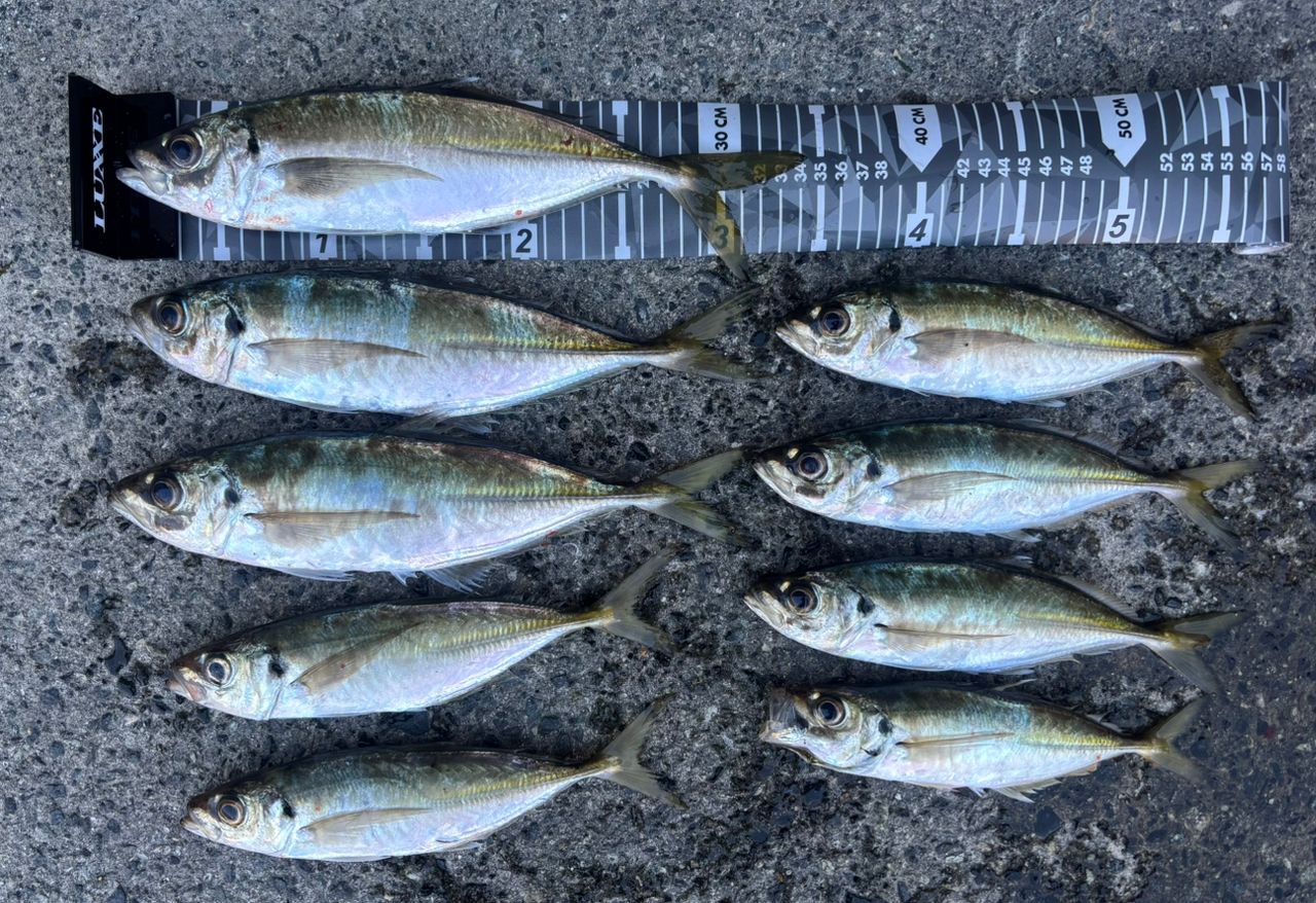 SHIMANO 17ソアレ CI4+ アジング S604L-Sの最安値・インプレ・釣果