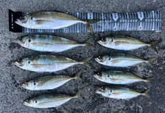 アジの釣果