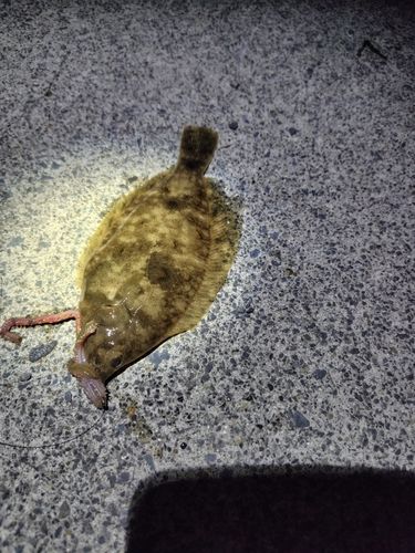 マコガレイの釣果