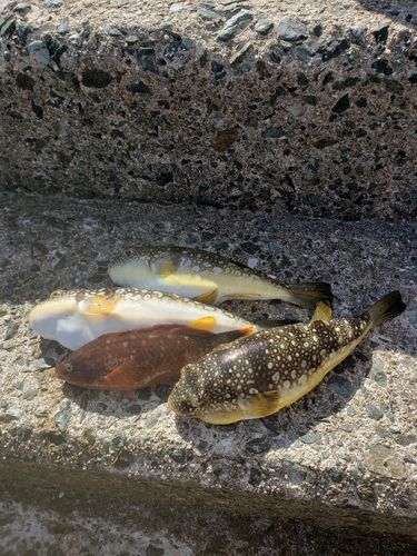 コモンフグの釣果