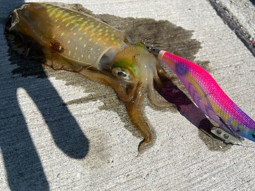 アオリイカの釣果