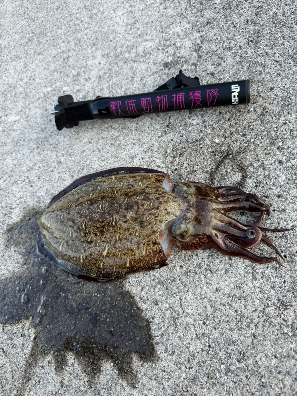 SHIMANO 22ステラ C2500SXGの最安値・インプレ・釣果 | 本音の口コミが