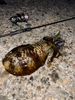 アオリイカの釣果