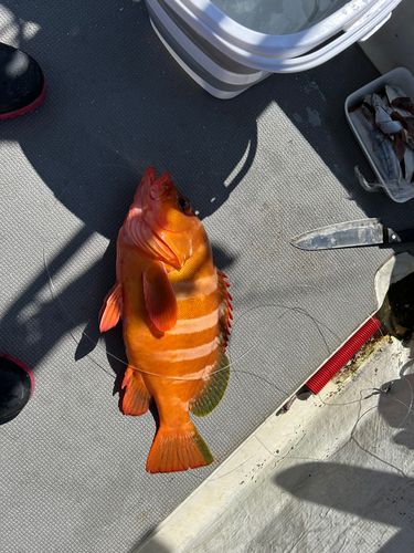 アカハタモドキの釣果