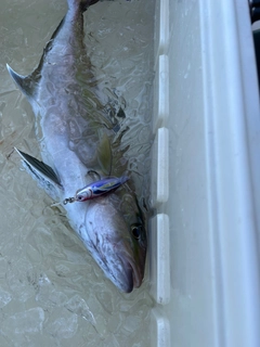 ヒレナガカンパチの釣果