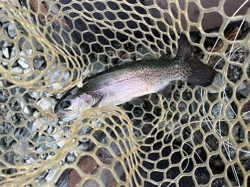 ニジマスの釣果